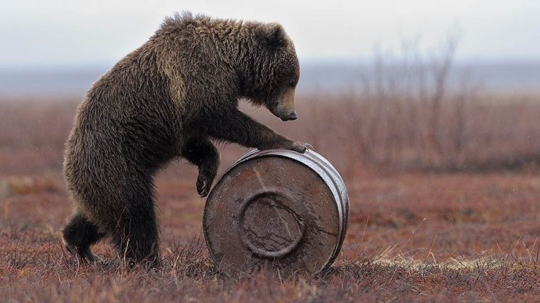 Причина всего несущего